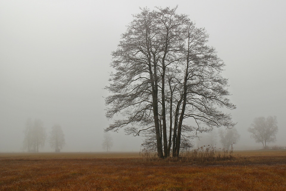 Tree silhouette autumn photo