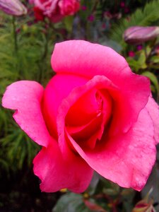 Rose flowers pink roses