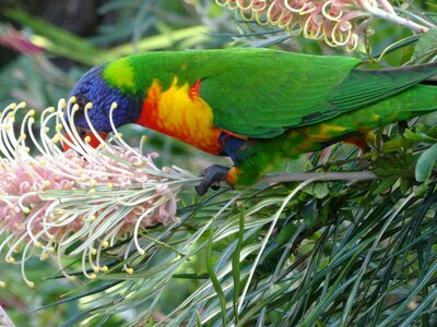 Australia green rainbow