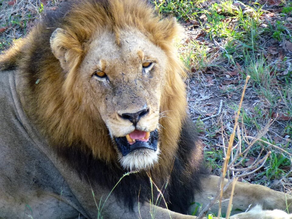 Lion nature national park