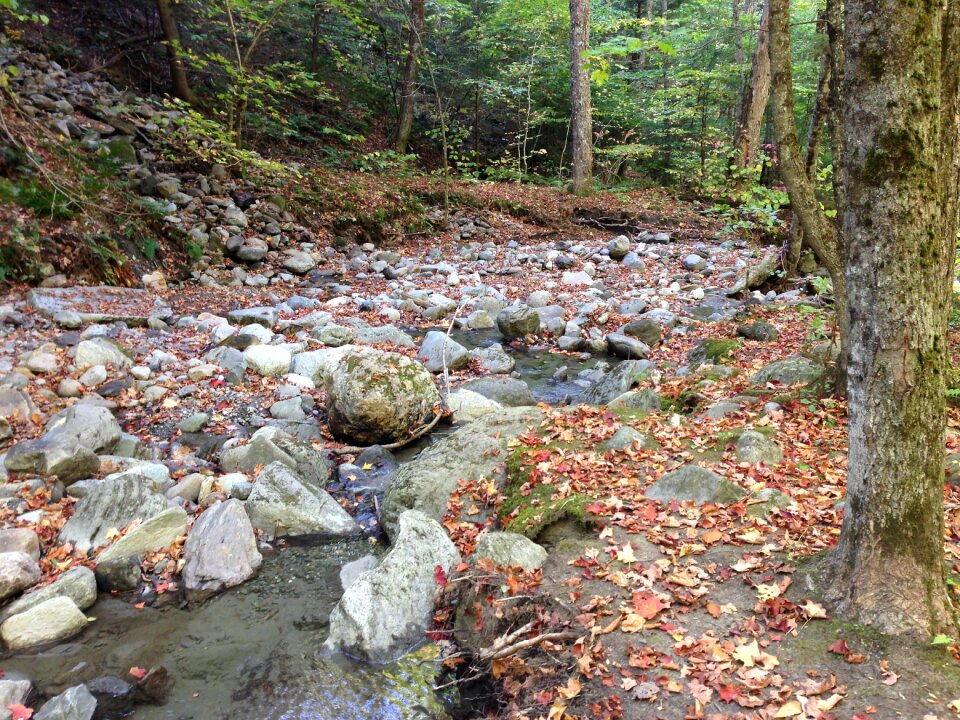 Forest trees water courses photo