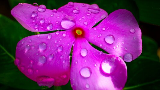 Life nature plant