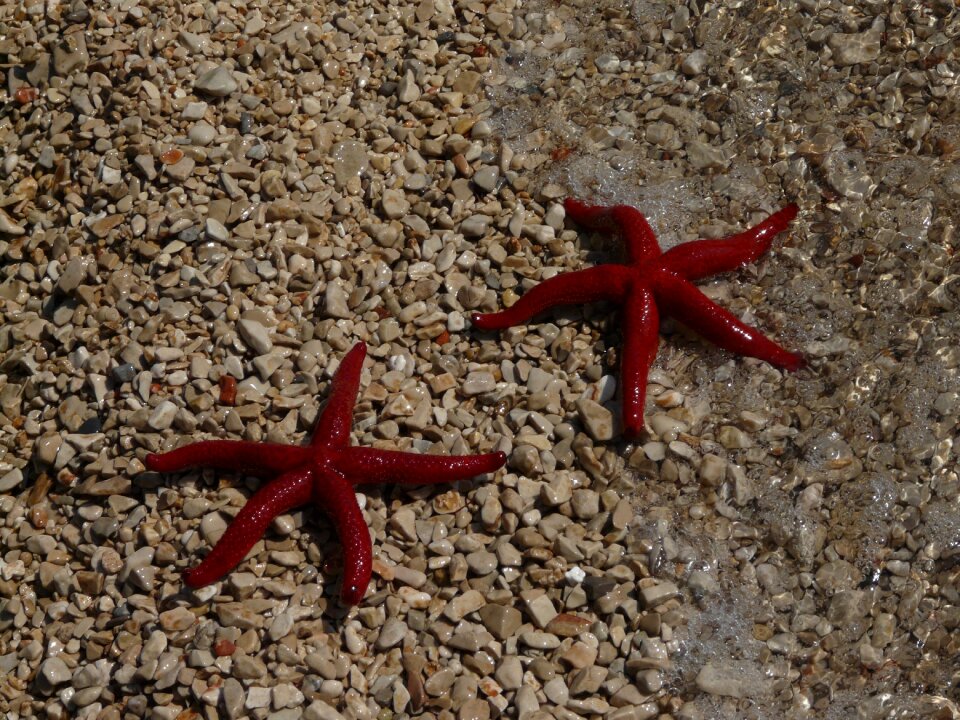 Nature sea star