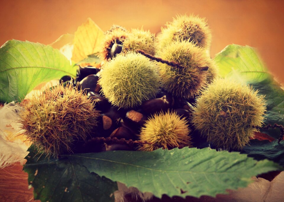 Autumn chestnuts autumn colors