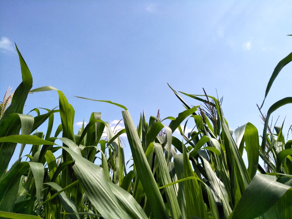 Grass corn the sky is blue