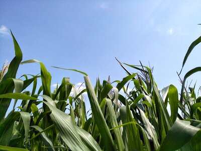 Grass corn the sky is blue photo