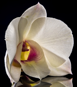 Flower white close up photo