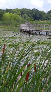 Bridge nature wetland photo