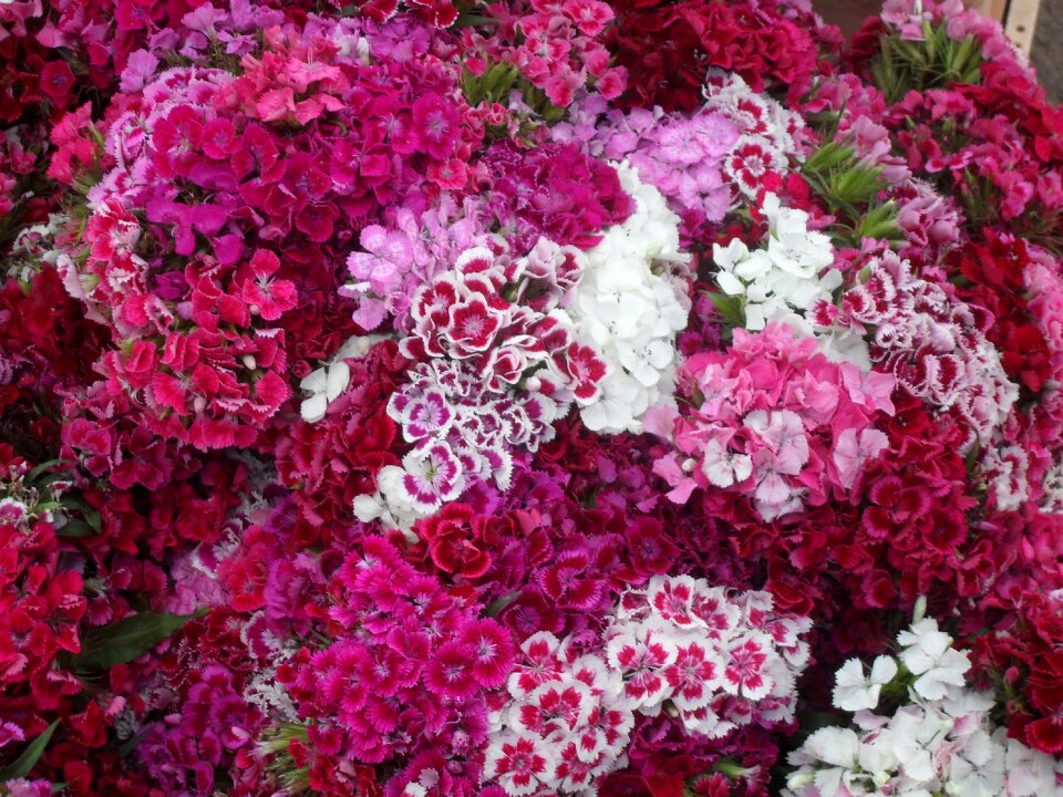 Bouquet flowers beautiful