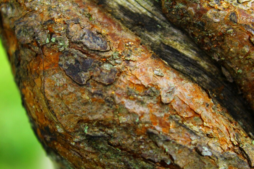 Tree texture coffee