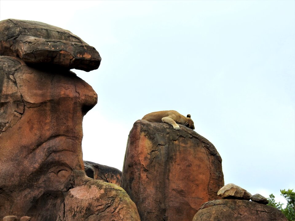Wildlife african predator