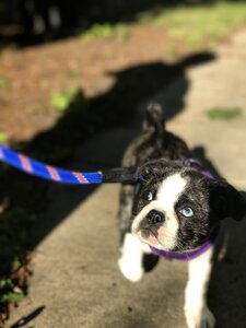 Bostie boston pet photo