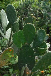 Cactus vegetable nature