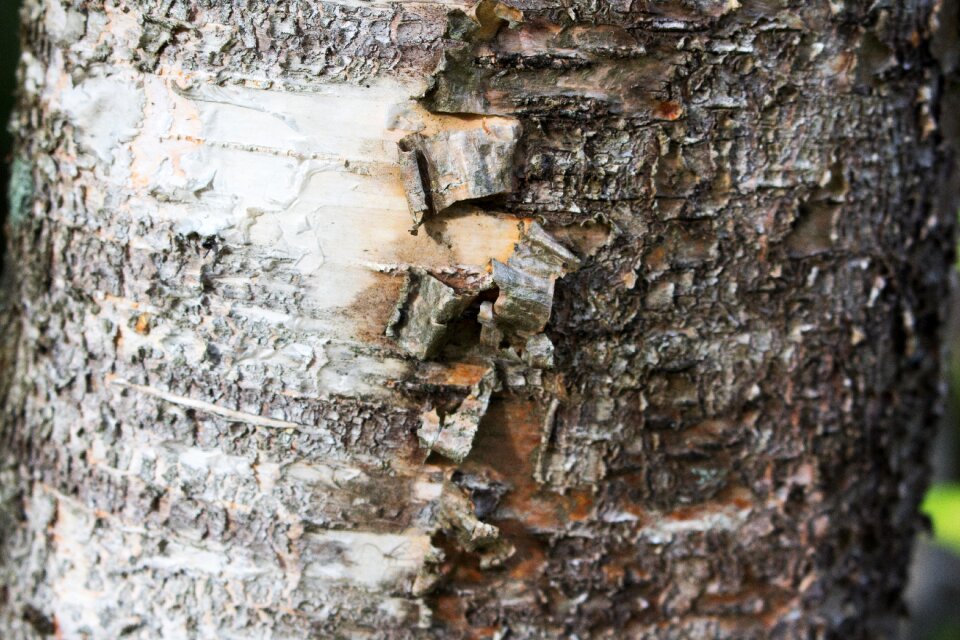 Nature timber pattern