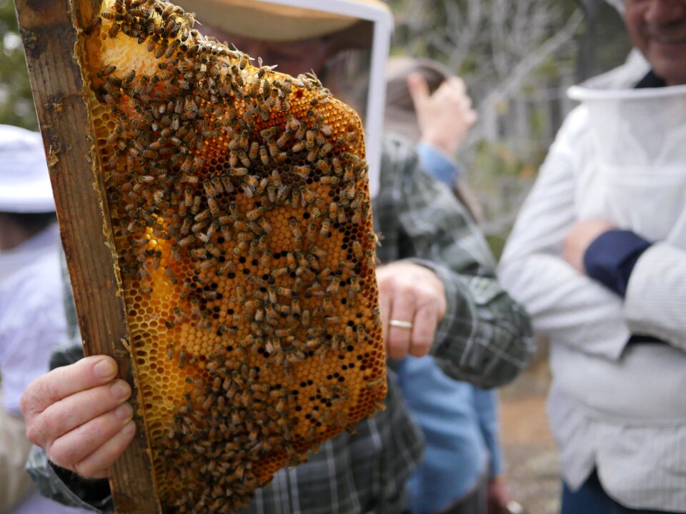 Beehive apiary brown bee