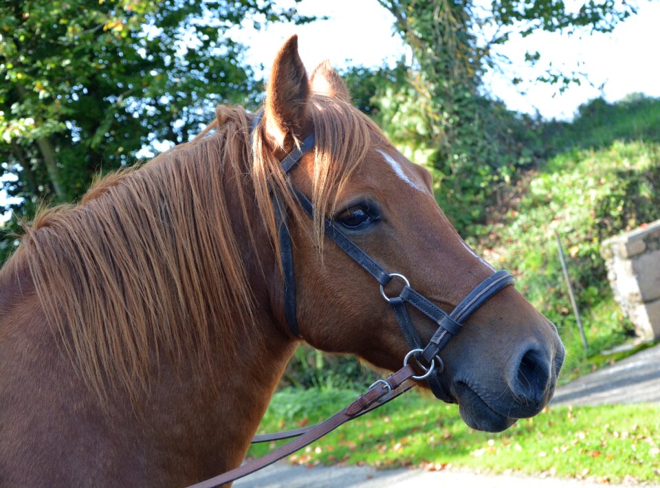 Equine broodmare prairie