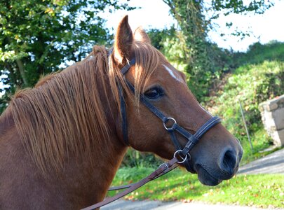 Equine broodmare prairie photo