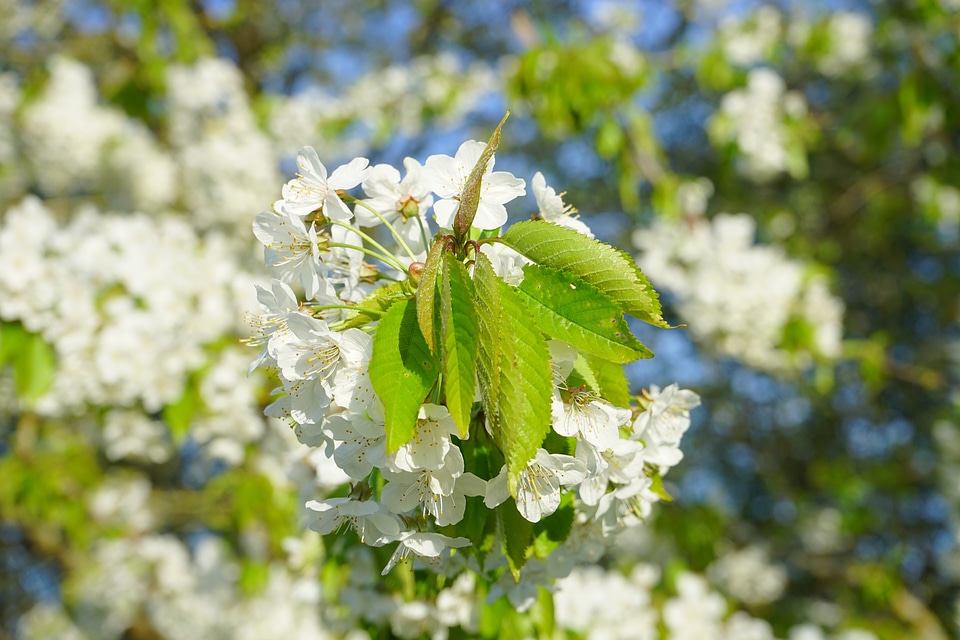 Cherry tree white branch