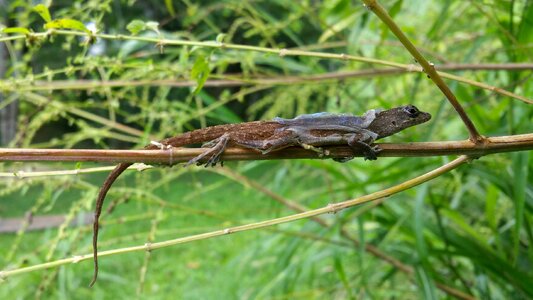 Dry clinging nature