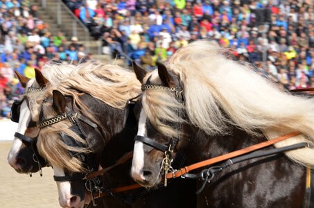 Hungarian post horse demonstration