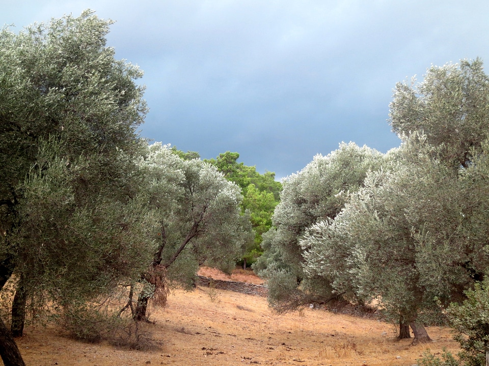 Threatening clouds trees turkey