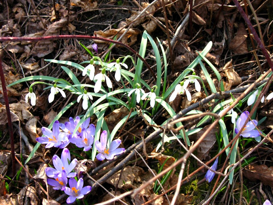 Season flowers nature