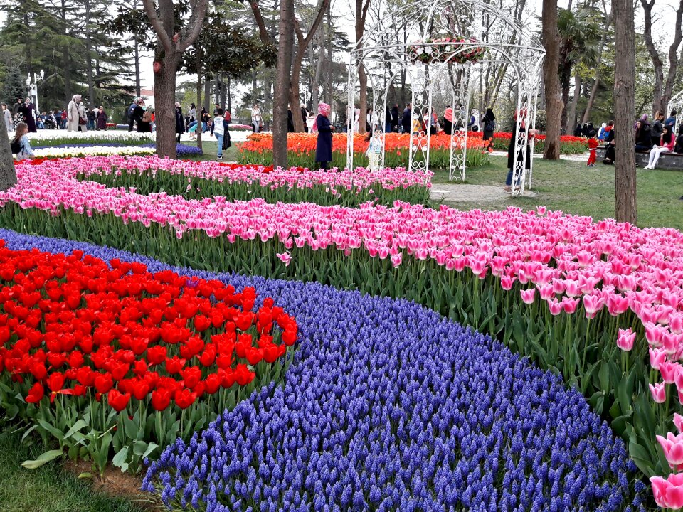 Tulips festival istanbul