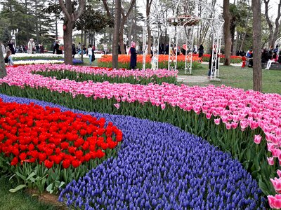 Tulips festival istanbul