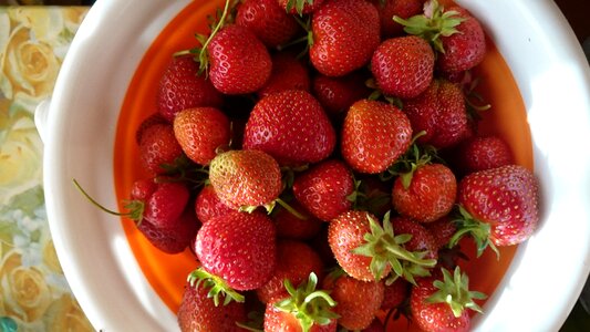 Strawberry wild strawberry garden