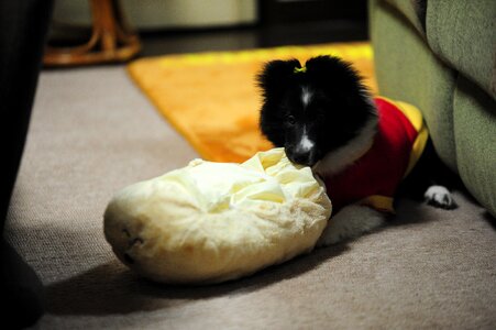 Dog naughty room
