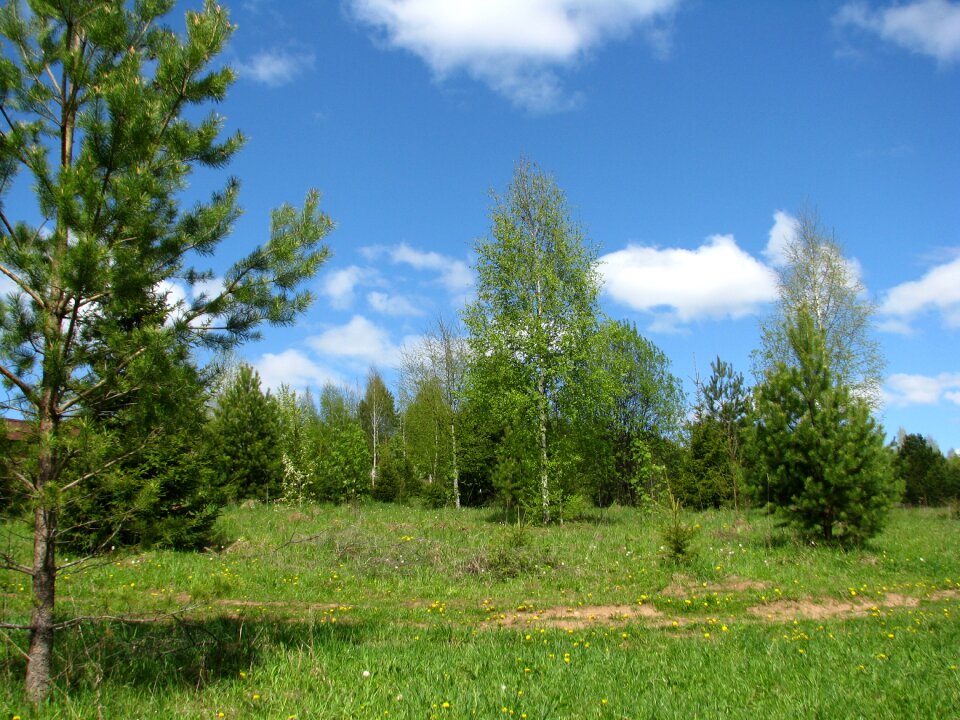 Sun nature grass photo