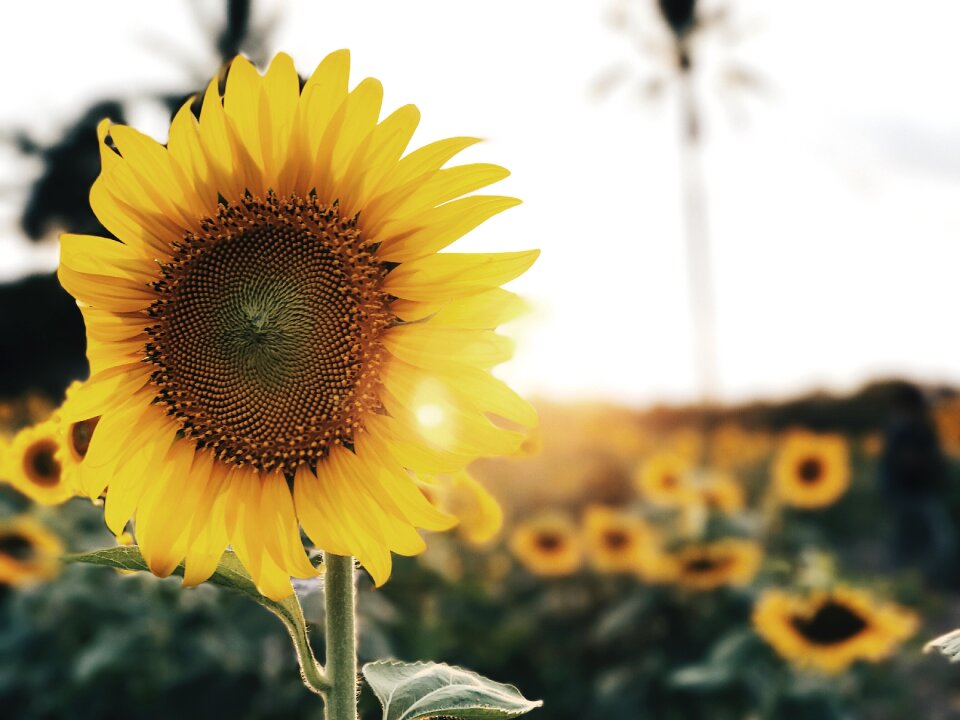 Sunflowers flower yellow flower