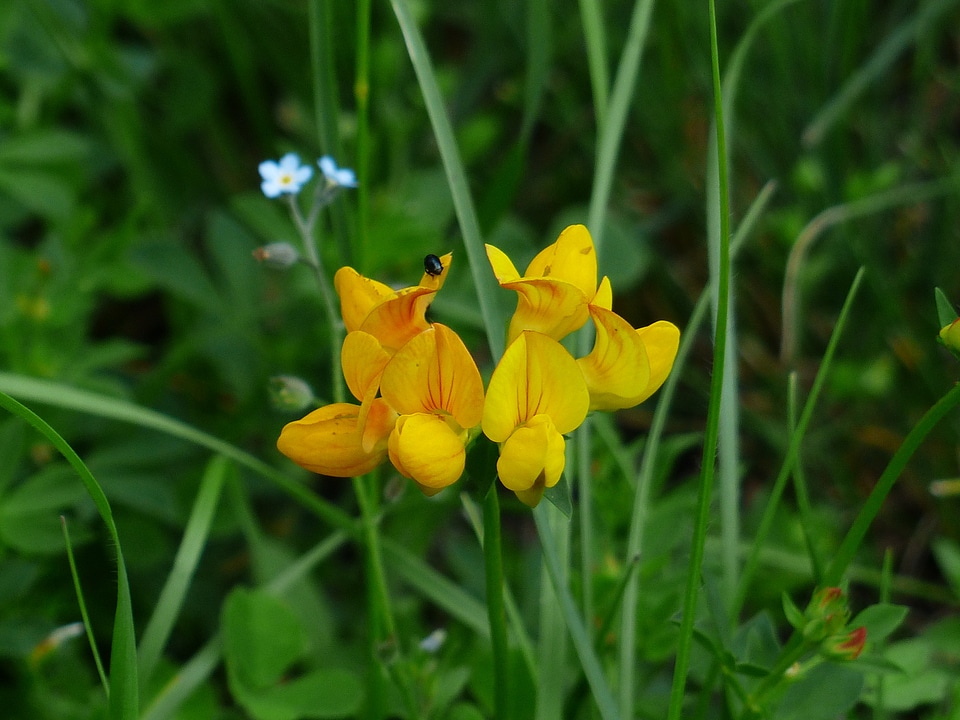Flower yellow pod clover