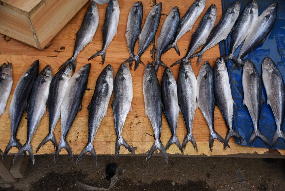 Trafficking animal aquatic products