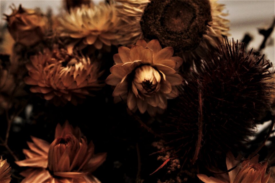 Nostalgia withered flowers