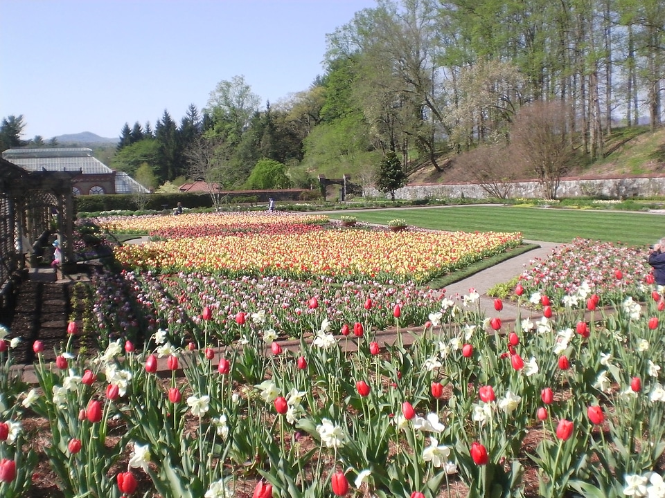 Spring floral plants