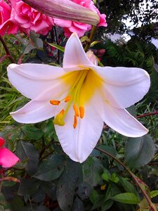 White lily flowers beautiful photo