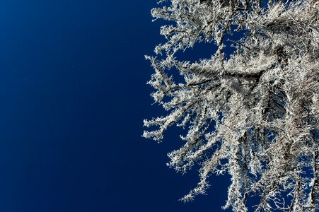 Snow trees frosted frozen leaves