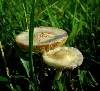 Fungus summer