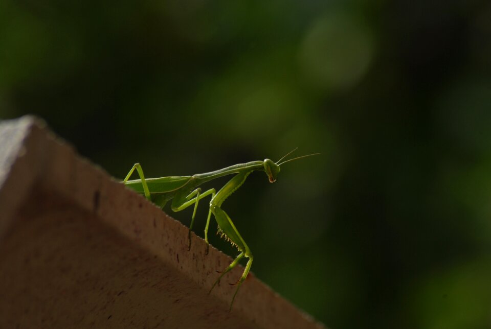 Mantis religiosa insect animals