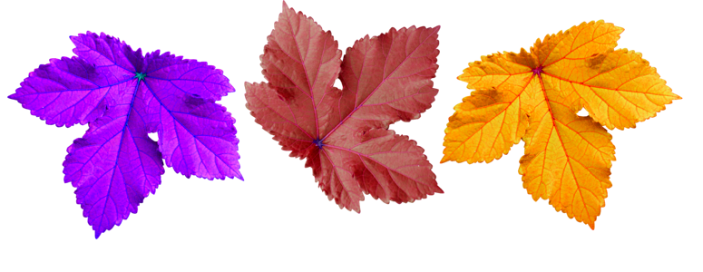 Large leaf decorate background