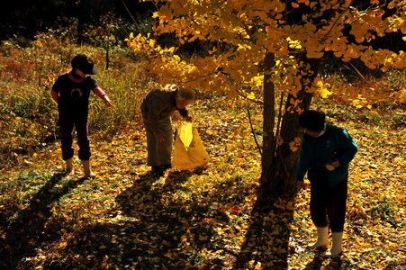 Gingko tree ginkgo picked up autumn photo