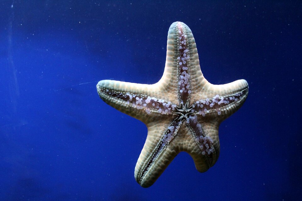 Living nature sea