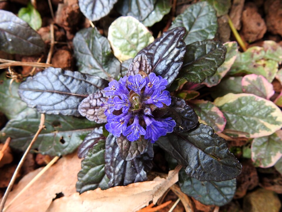 Botany blue flower plants flowering