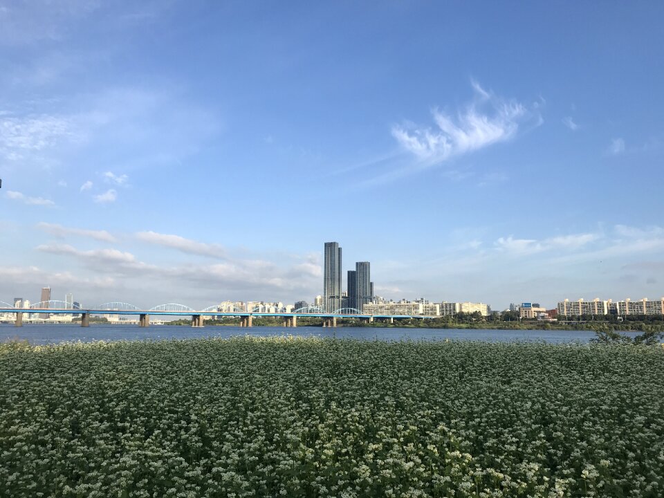 Han river in autumn multiflora flower