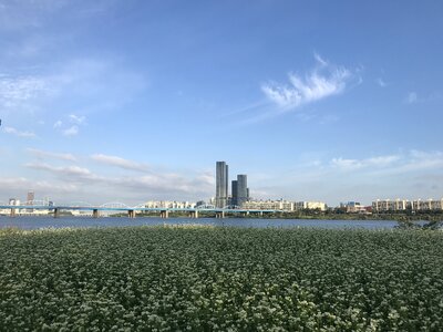 Han river in autumn multiflora flower