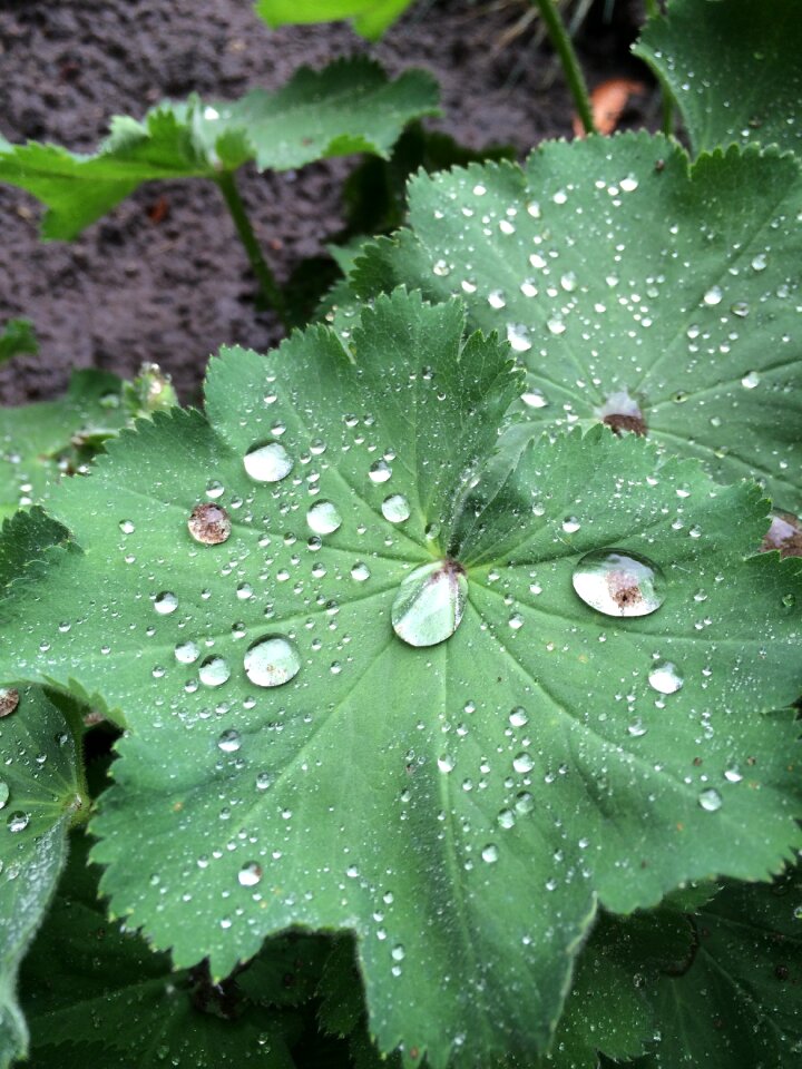 Drops nature dewdrops