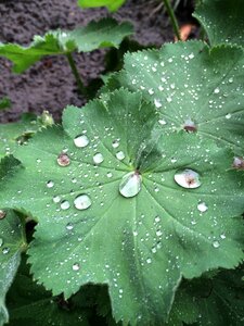 Drops nature dewdrops