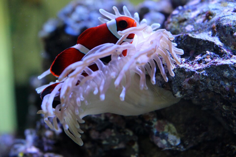 Anemone aquarium