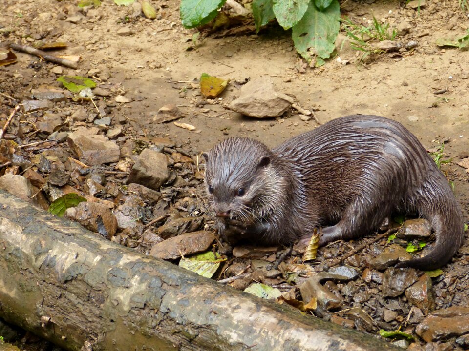 Otter water park